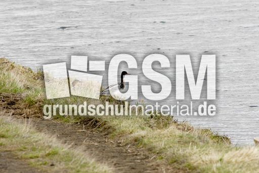 Mittelsäger (2 von 6).jpg